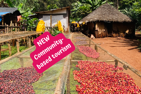 Ethiopian coffee, solidarity harvest immersion