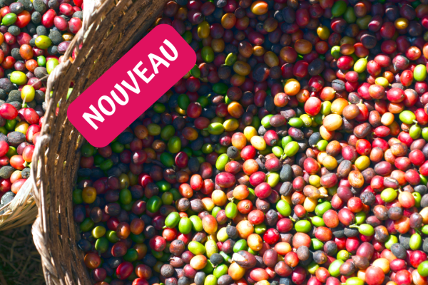 Circuit café en Ethiopie, de la cerise à la  tasse