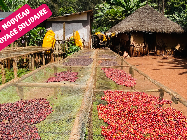 Café d'Ethiopie, voyage solidaire en immersion