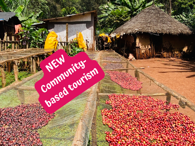 Ethiopian coffee, solidarity harvest immersion