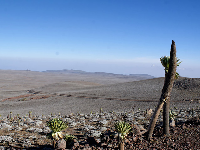 Trekking in Ethiopia in the Bale Mountains