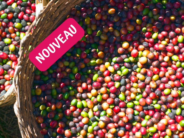 Circuit café en Ethiopie, de la cerise à la  tasse