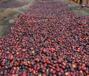 Café d'Ethiopie, voyage solidaire en immersion-4
