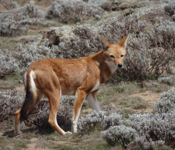 Trekking in Ethiopia in the Bale Mountains-2