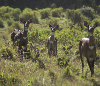Trekking in Ethiopia in the Bale Mountains-3