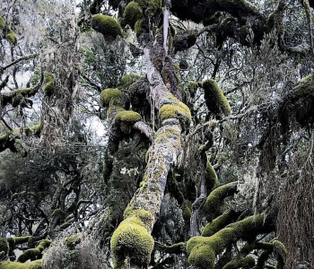 Trekking in Ethiopia in the Bale Mountains-4