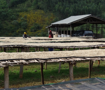Circuit café en Ethiopie, de la cerise à la  tasse-2