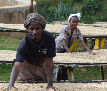Circuit café en Ethiopie, de la cerise à la  tasse-3