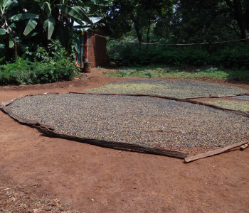 Circuit café en Ethiopie, de la cerise à la  tasse-4