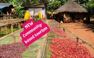 Ethiopian coffee, solidarity harvest immersion