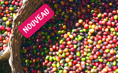 Circuit café en Ethiopie, de la cerise à la  tasse