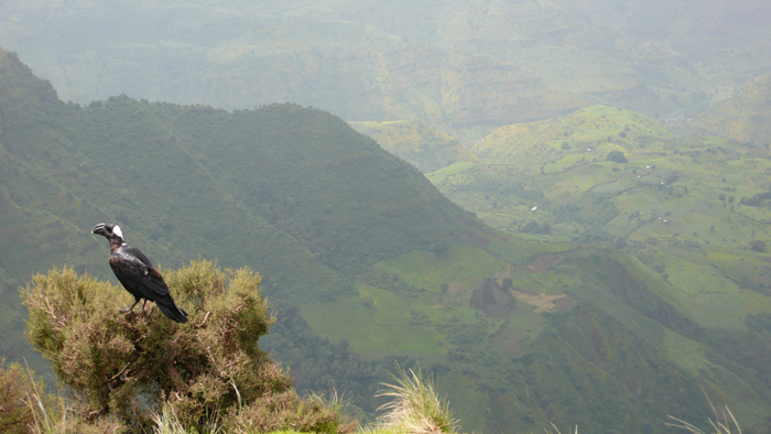 The Simien Mountains